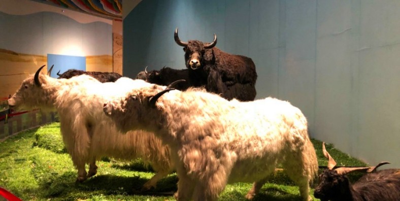 yak-museum-of-tibet-lhasa-1-788x396